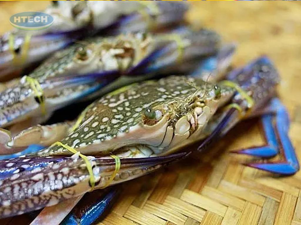 kich-thuoc-ghe-ngon
