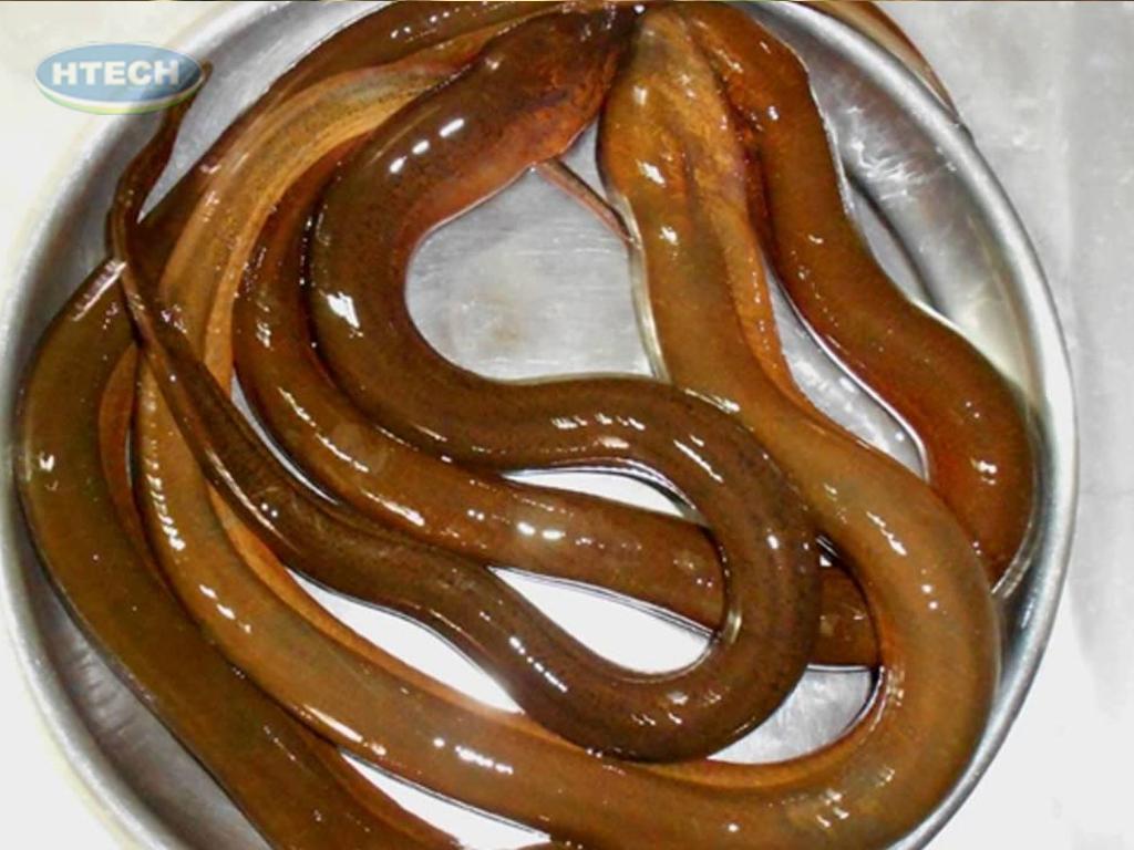 cach-chon-luon-ngon