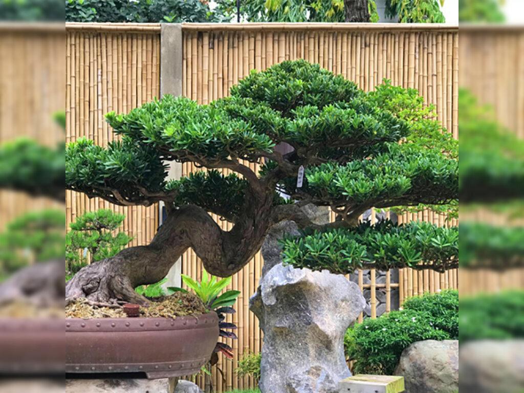 10 Cây Phong Thủy Trồng Trước Nhà Đem Lại Tài Lộc, Phú Quý Và Cách Chăm Sóc Cây