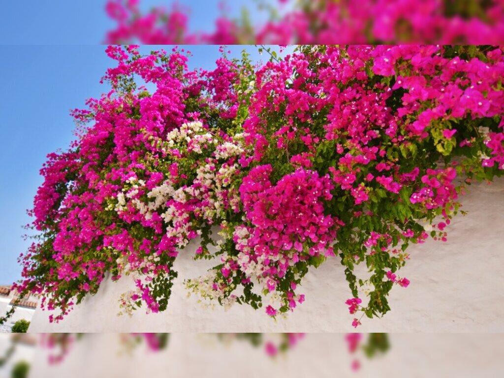 Phong Thủy Cây Hoa Giấy: Đặc Điểm, Ý Nghĩa, Công Dụng, Cách Trồng Và Nhân Giống