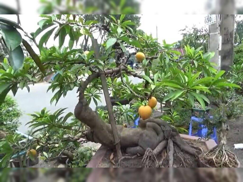 Cây Trứng Gà Phong Thủy: Ý Nghĩa, Đặc Điểm, Lợi Ích, Cách Trồng Và Cách Chăm Sóc