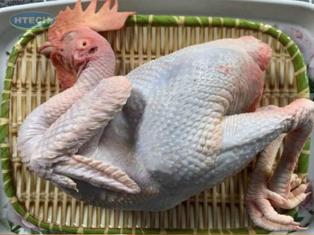 so-che-ga-khong-bi-hoi