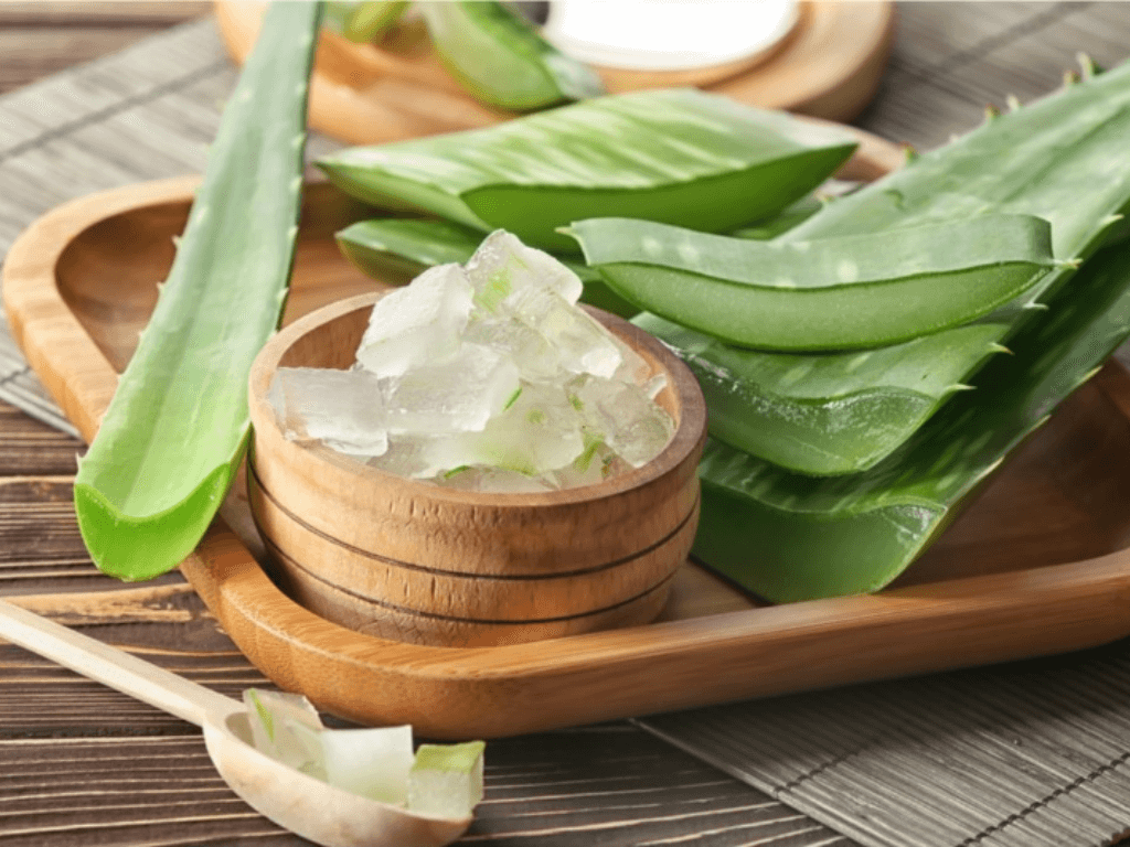 Cách bảo quản nha đam lâu ngày mà vẫn giữ nguyên độ tươi và gel trong