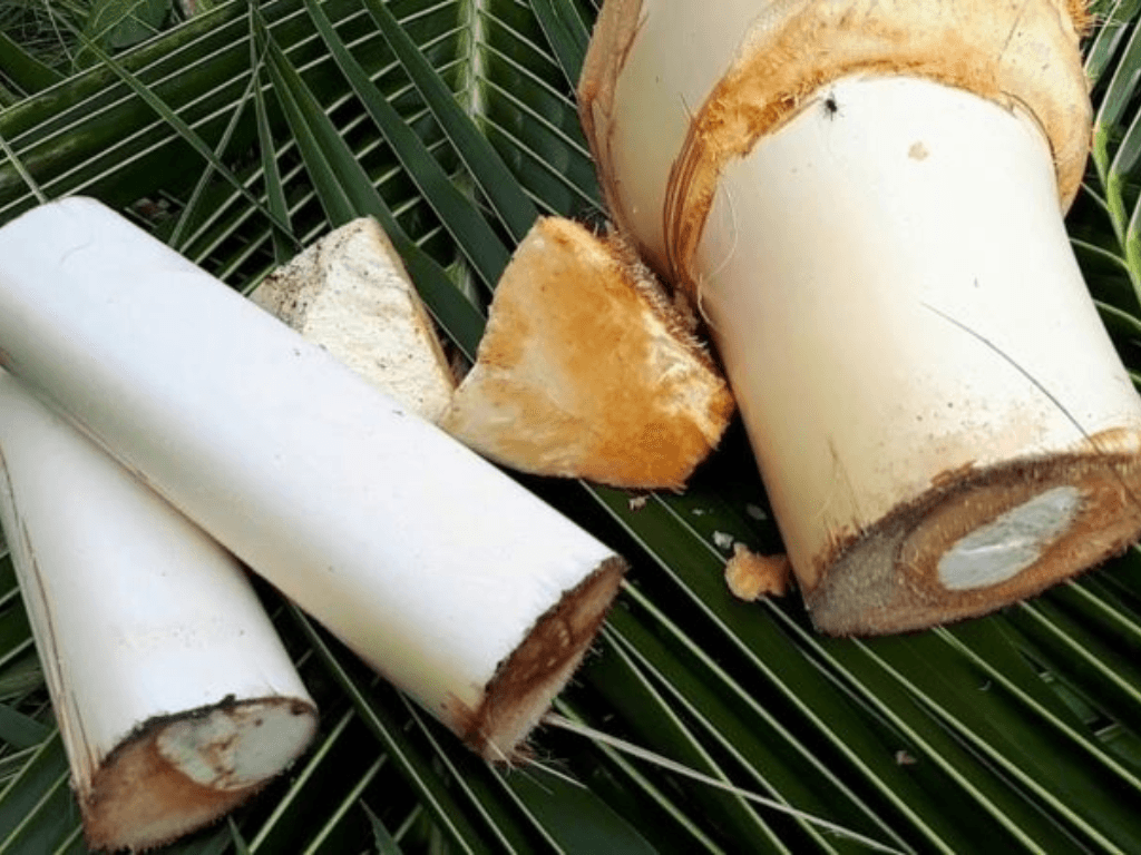 Cách bảo quản củ hủ dừa giữ gìn báu vật ẩm thực miền nhiệt đới