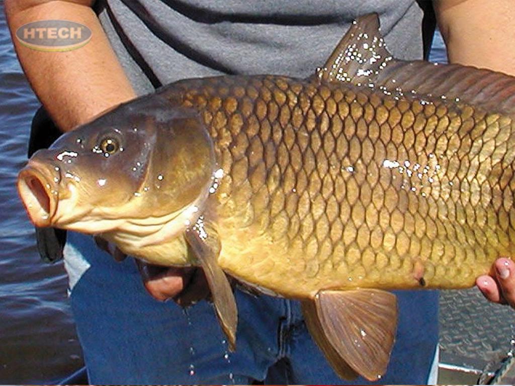 cach-nau-ca-hap-xi-dau-ngon