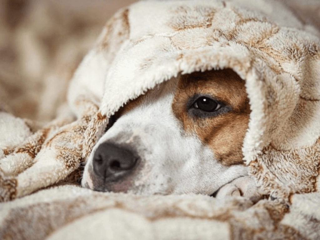 meo-dung-dieu-hoa-an-toan-cho-cho