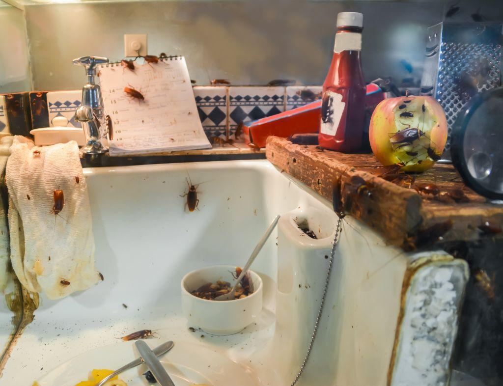 Chỉ mẹo cách chống gián trong tủ bếp không ảnh hưởng tới thức ăn, an toàn và hiệu quả